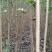 白杨树苗行道树《速生生长速度快》成活率高