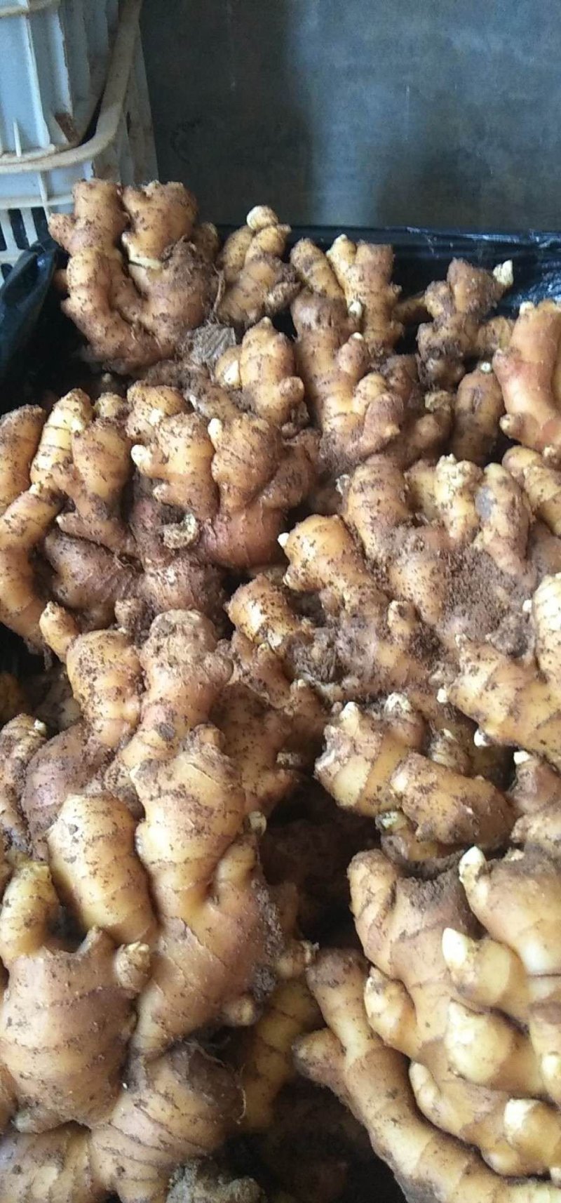 沂水精品优质小黄姜，土少，颜色亮，适合各大市场需求