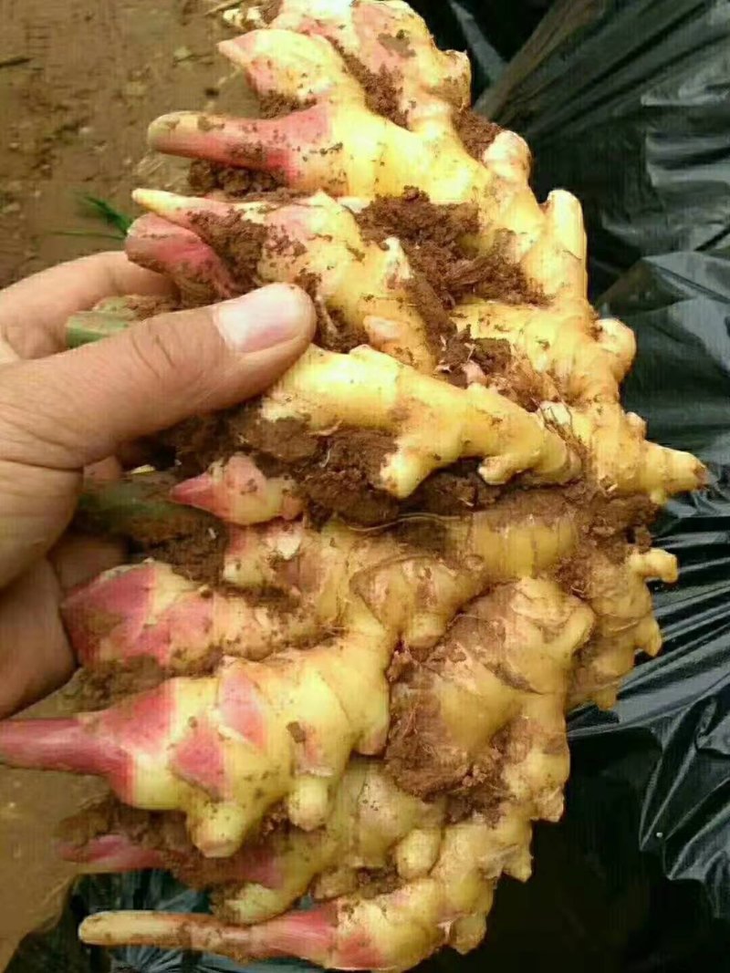 沂水精品优质小黄姜，土少，颜色亮，适合各大市场需求