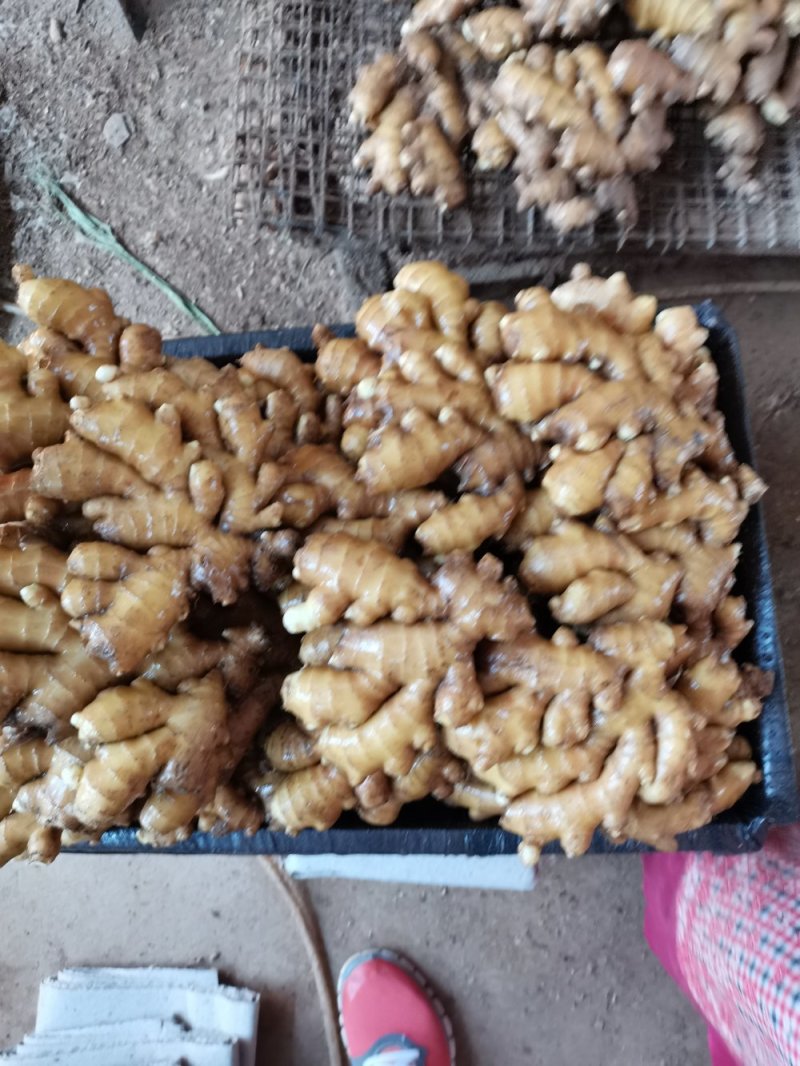 沂水精品优质小黄姜，土少，颜色亮，适合各大市场需求