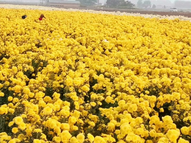 河南焦作怀菊花大量供应