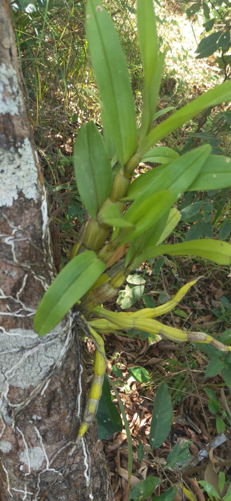野生黑毛