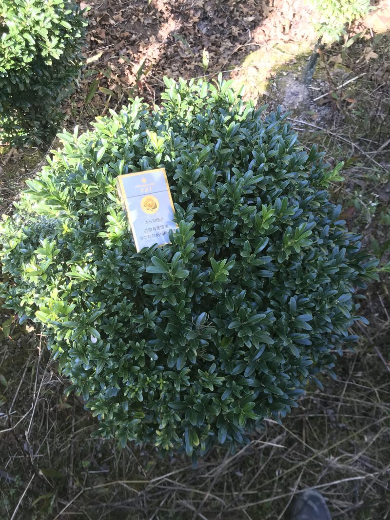 栾树2~4cm6~8cm3~3.5米精品栾树