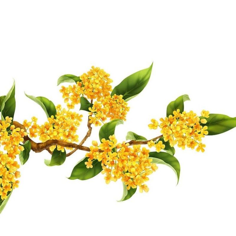 新采桂花籽桂花树种子