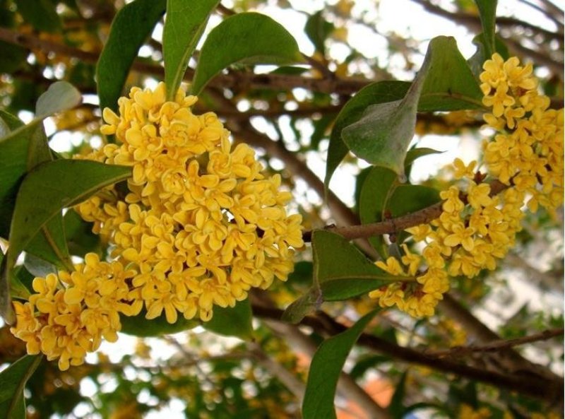新采桂花籽桂花树种子