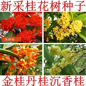 新采桂花籽桂花树种子