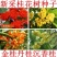 新采桂花籽桂花树种子
