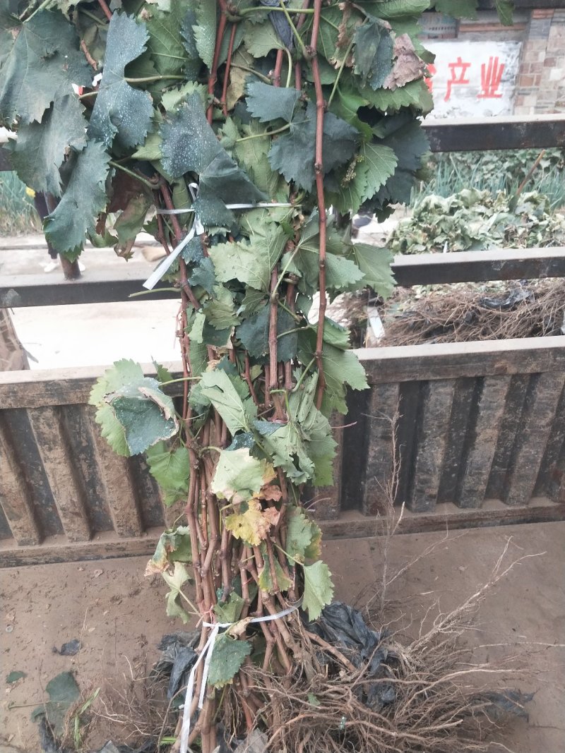 红宝石无核葡萄苗正品保证