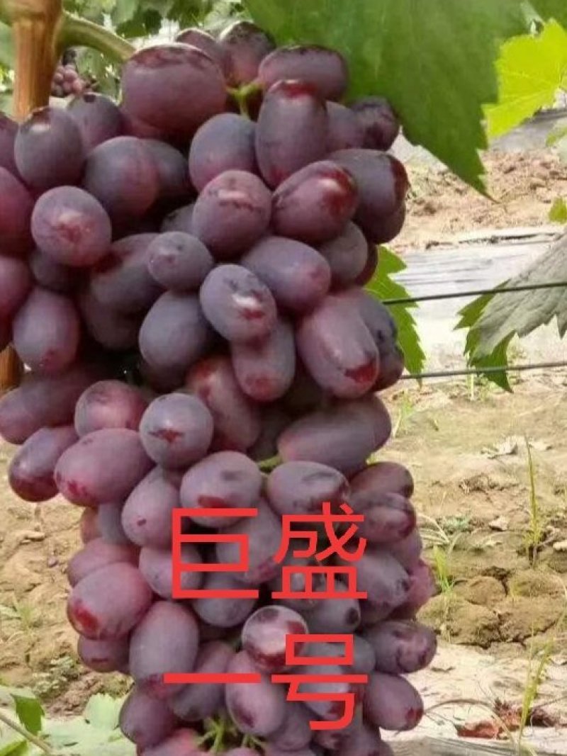 红宝石无核葡萄苗正品保证