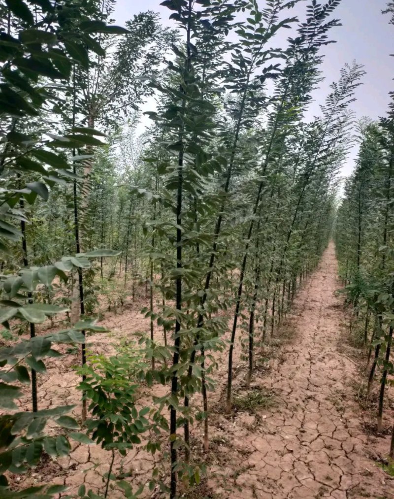 国槐苗行道工程绿化工程用苗大小规格齐全成活率