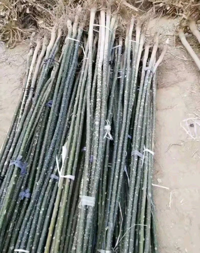 国槐苗行道工程绿化工程用苗大小规格齐全成活率