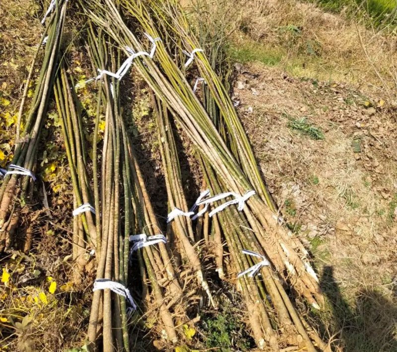 国槐苗行道工程绿化工程用苗大小规格齐全成活率