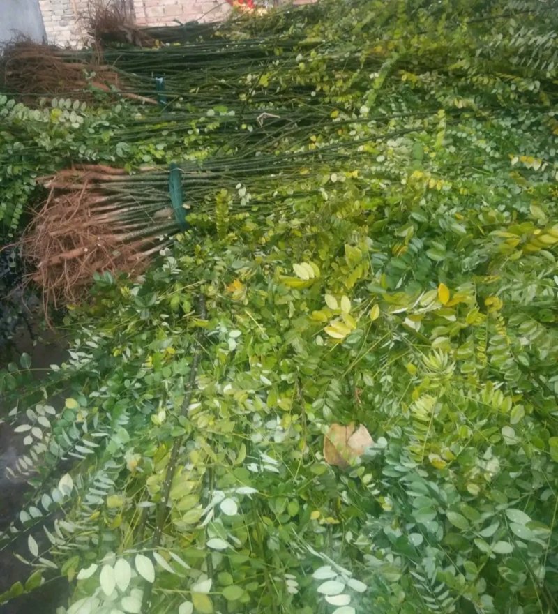 国槐苗行道工程绿化工程用苗大小规格齐全成活率