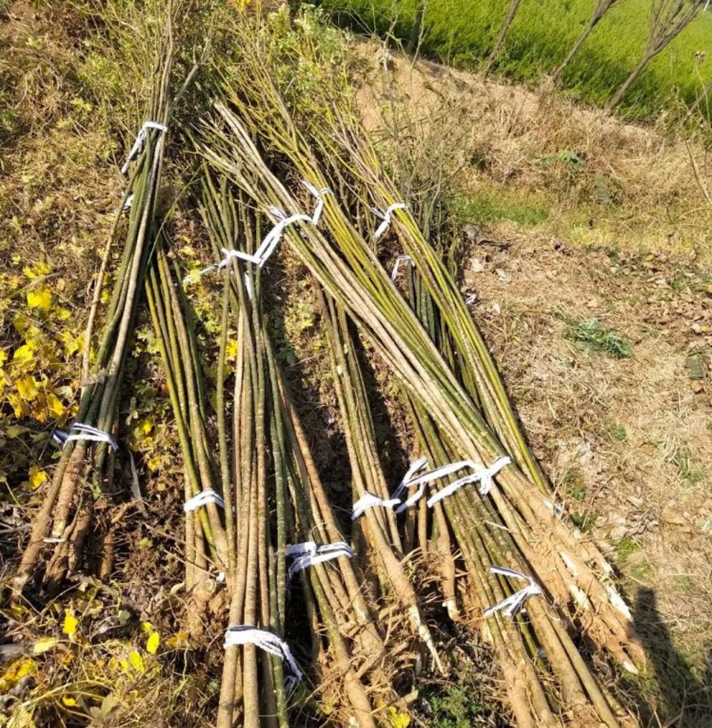 国槐苗行道工程绿化工程用苗大小规格齐全成活率