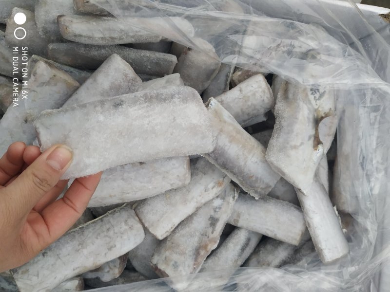 鲜冻刀鱼段规格齐全，价格便宜量大优惠10箱起批不包邮