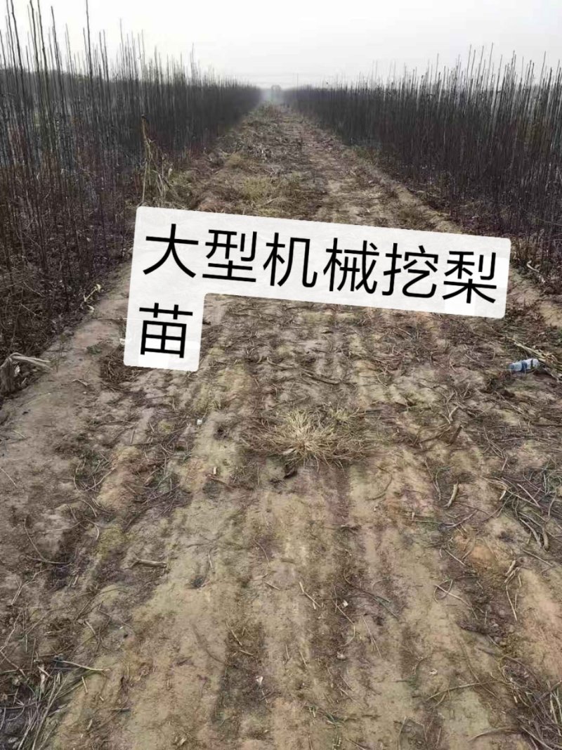 新梨7号梨苗，杜梨根系，大型机械起苗，根系很好。现起现卖