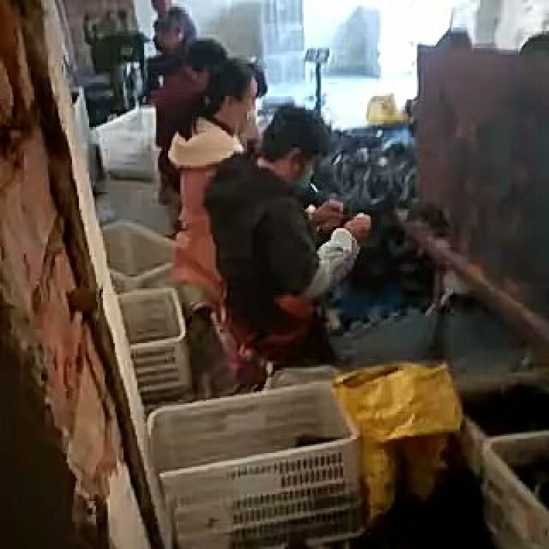 新年回礼价1钱2个，五孔，一款拼质量，拼价格，拼实力
