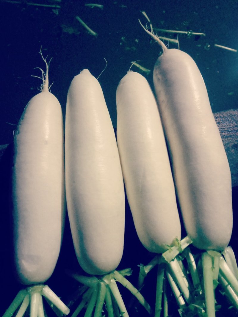 重庆潼南白萝卜周身雪白条形好，可为各位老板提供不同规格的