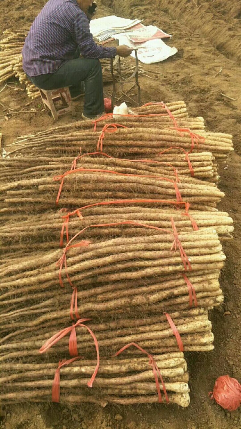 河南焦作温县鲜挖红皮铁棍山药，正宗垆土地山药干面甜