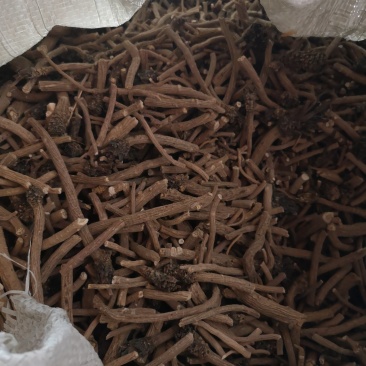 板蓝根