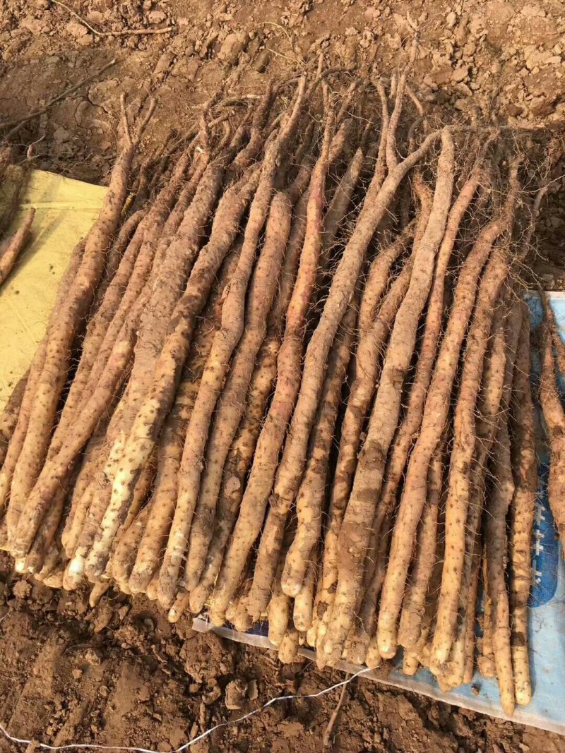 温县鲜铁棍山药，铁棍山药，怀山药铁蛋山药