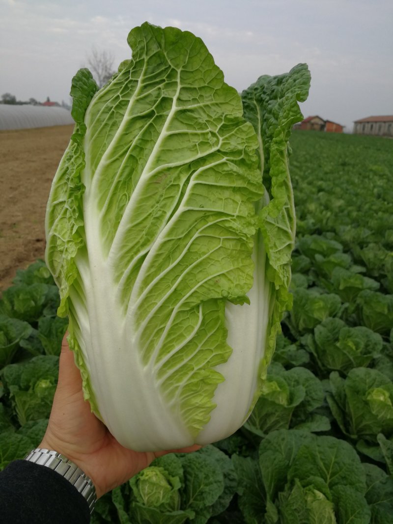 白菜
