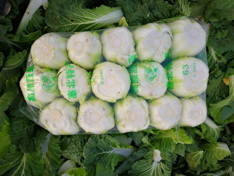 白菜