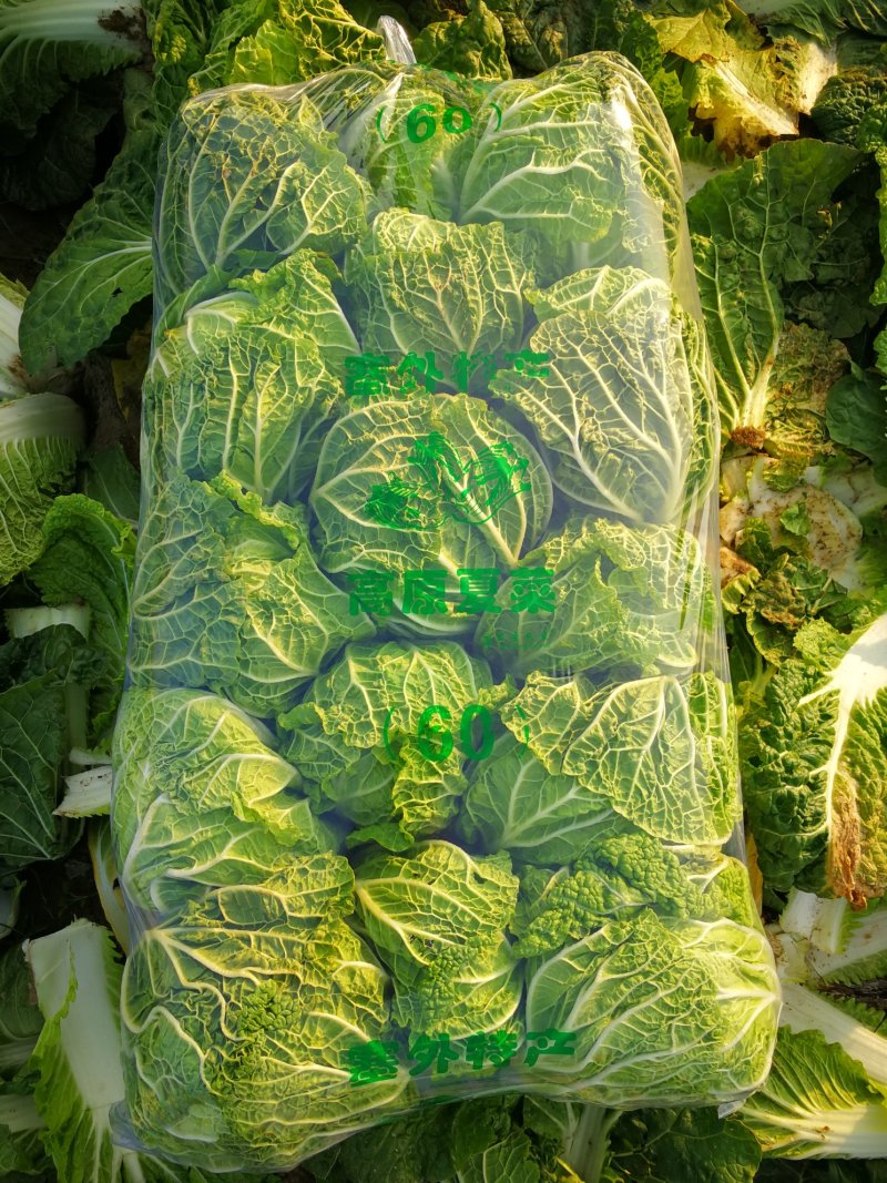 白菜