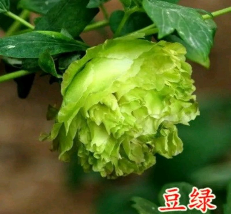 牡丹苗观赏牡丹苗包品种包质量成活率高品种齐全下单备注