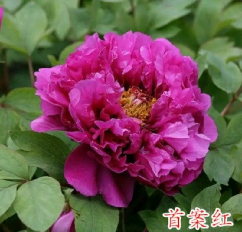 牡丹苗观赏牡丹苗包品种包质量成活率高品种齐全下单备注