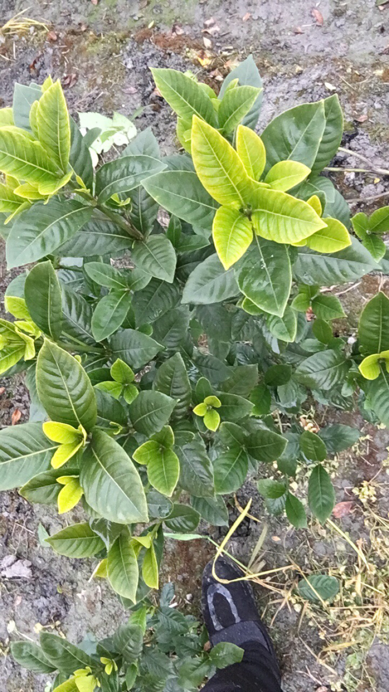 栀子花毛笼子
