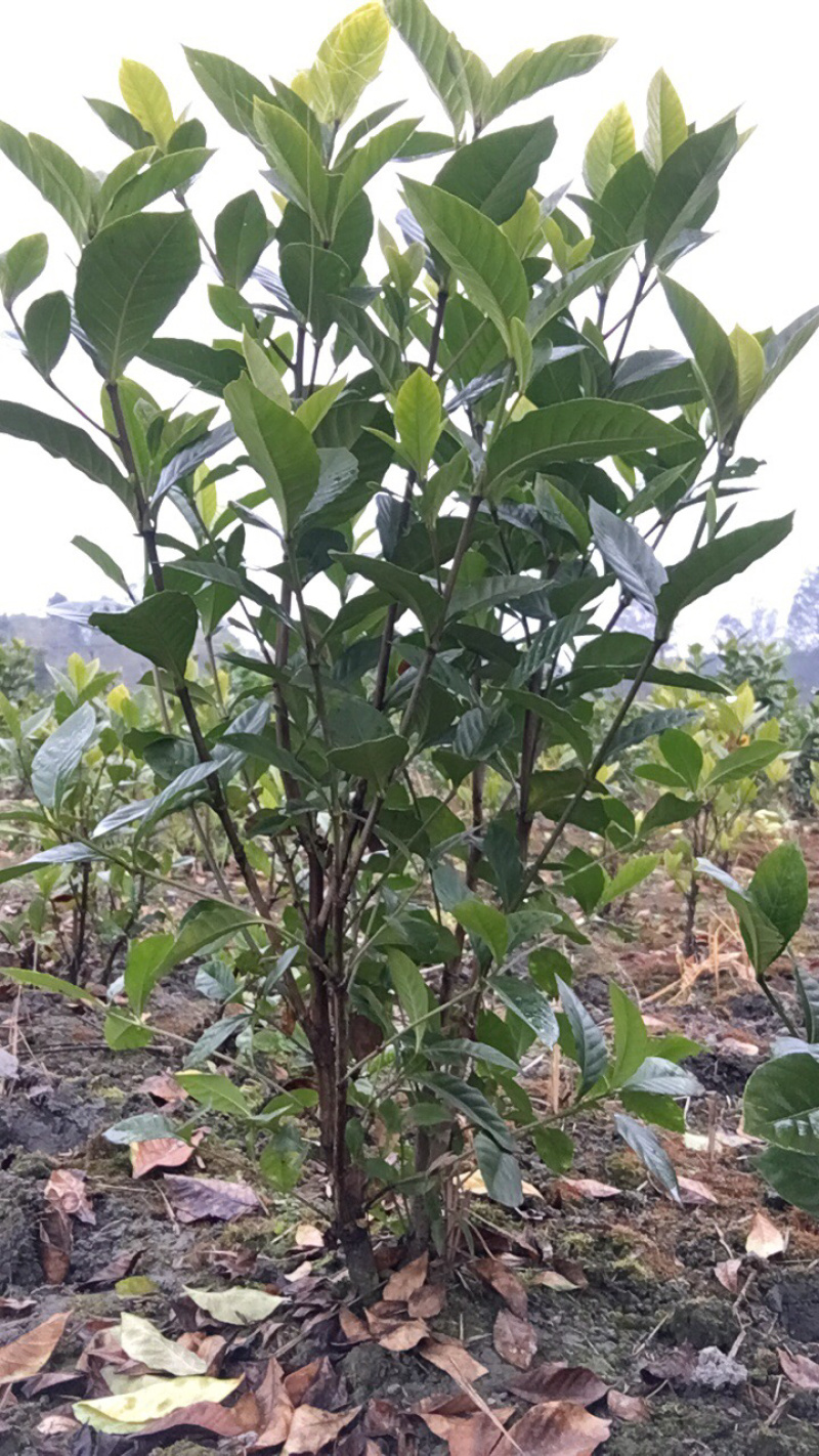 栀子花毛笼子