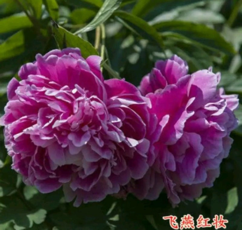 牡丹苗观赏牡丹苗包品种包质量成活率高品种齐全下单备注
