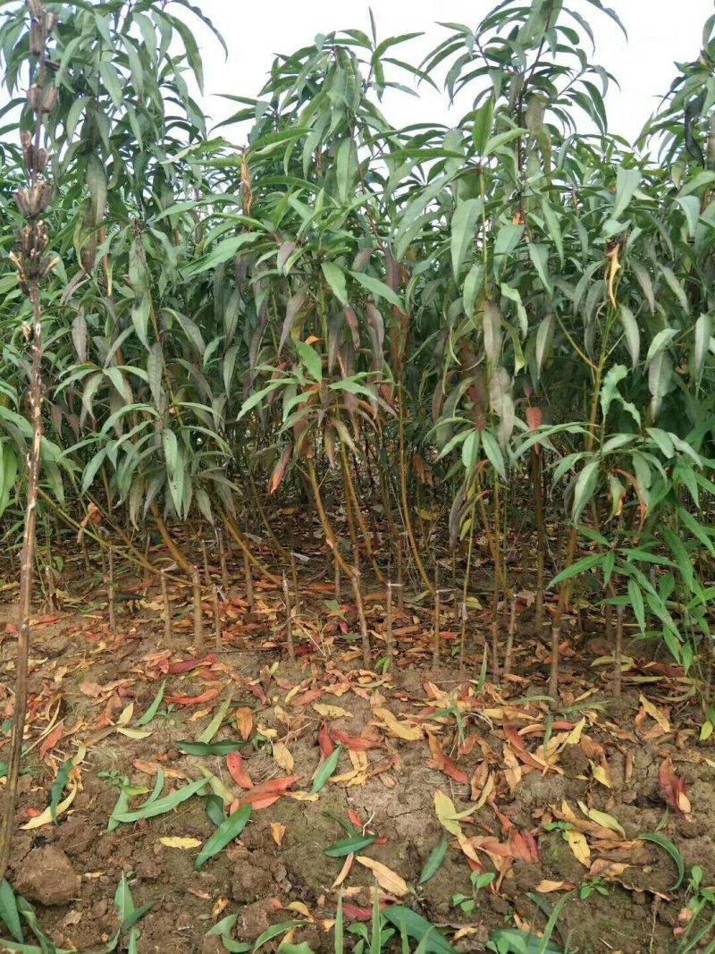 【突围桃苗】品种纯正.苗子健壮基地直销，包成活包种植技术