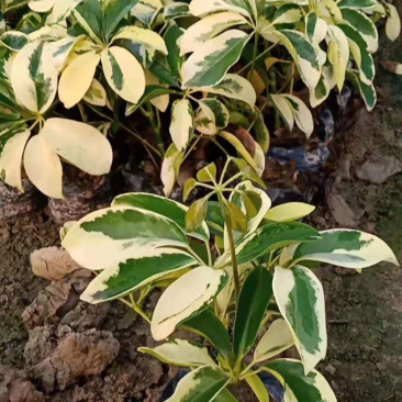 花八叶鸭脚木