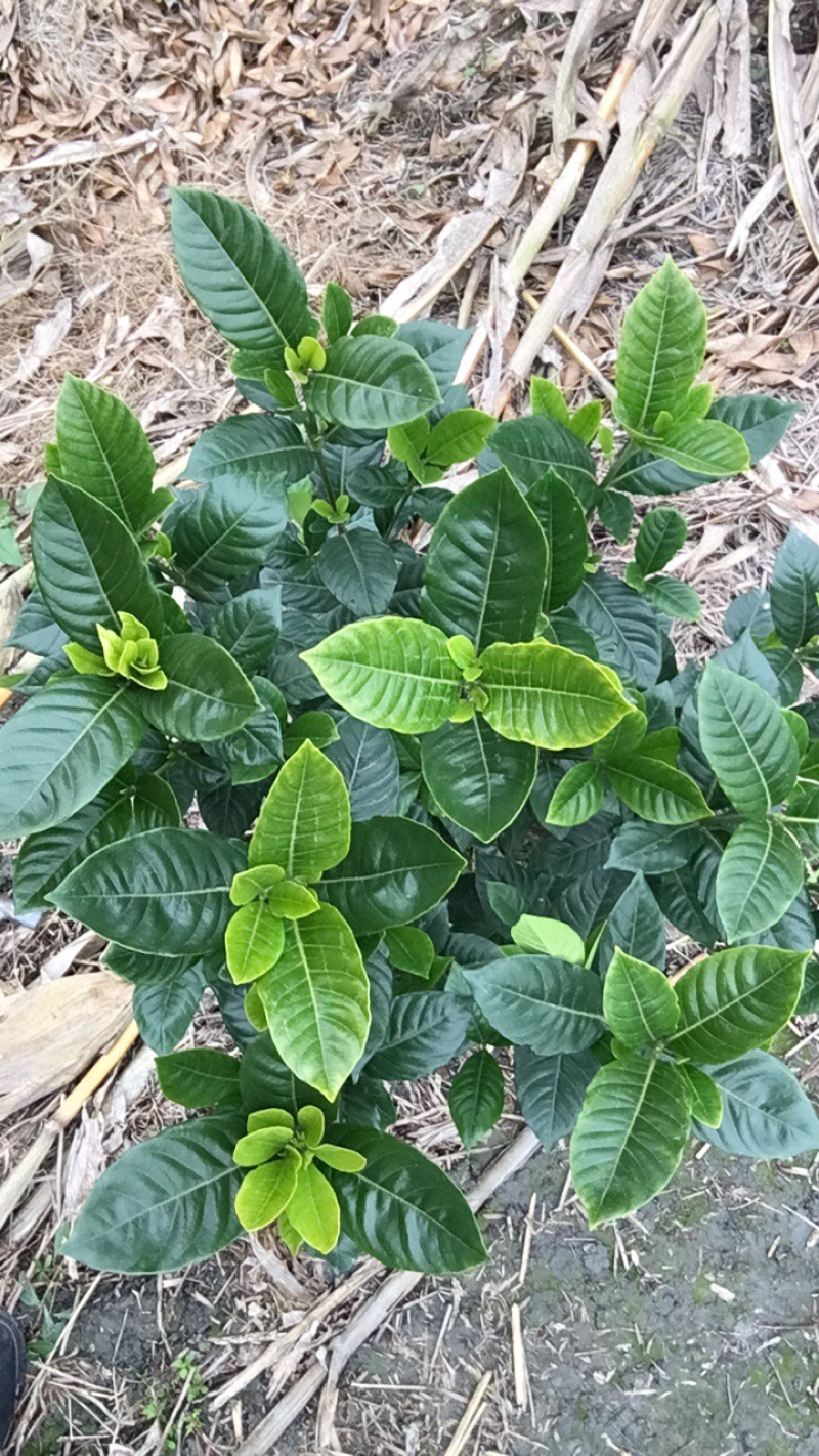 栀子花毛笼子