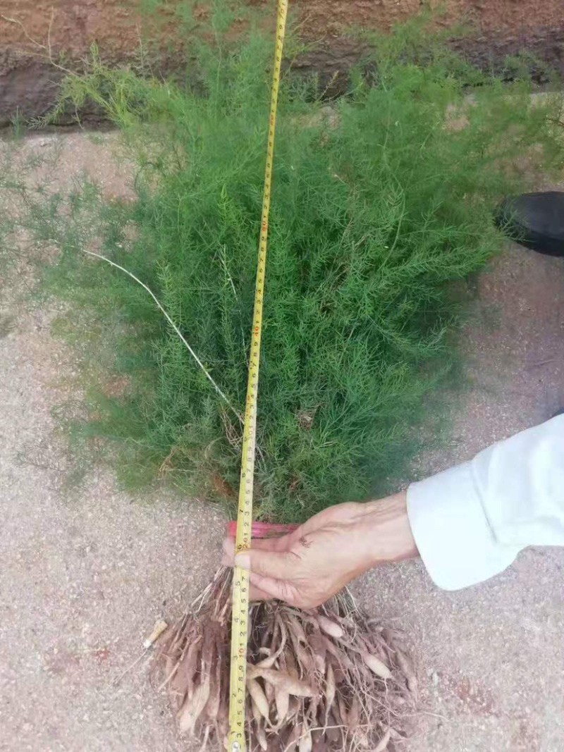 云南大天冬种苗、一年苗子