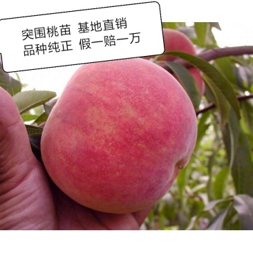 【突围桃苗】品种纯正.苗子健壮基地直销，包成活包种植技术