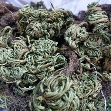 野生卷柏（卷柏，卷柏）
