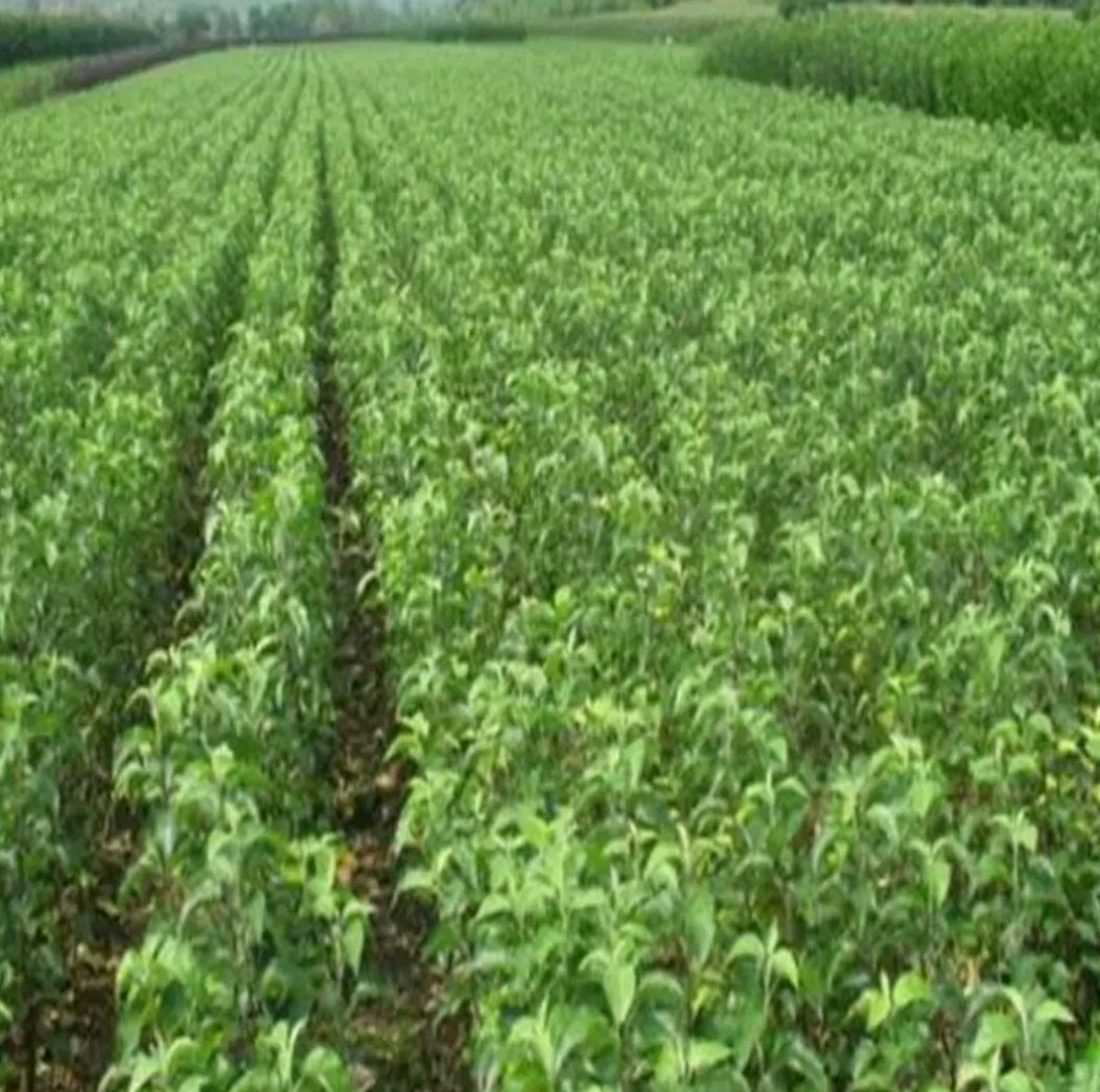 桃美人与桃蛋在不同地区的适生区域分布图