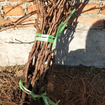 葡萄苗正品一级葡萄苗基地发货