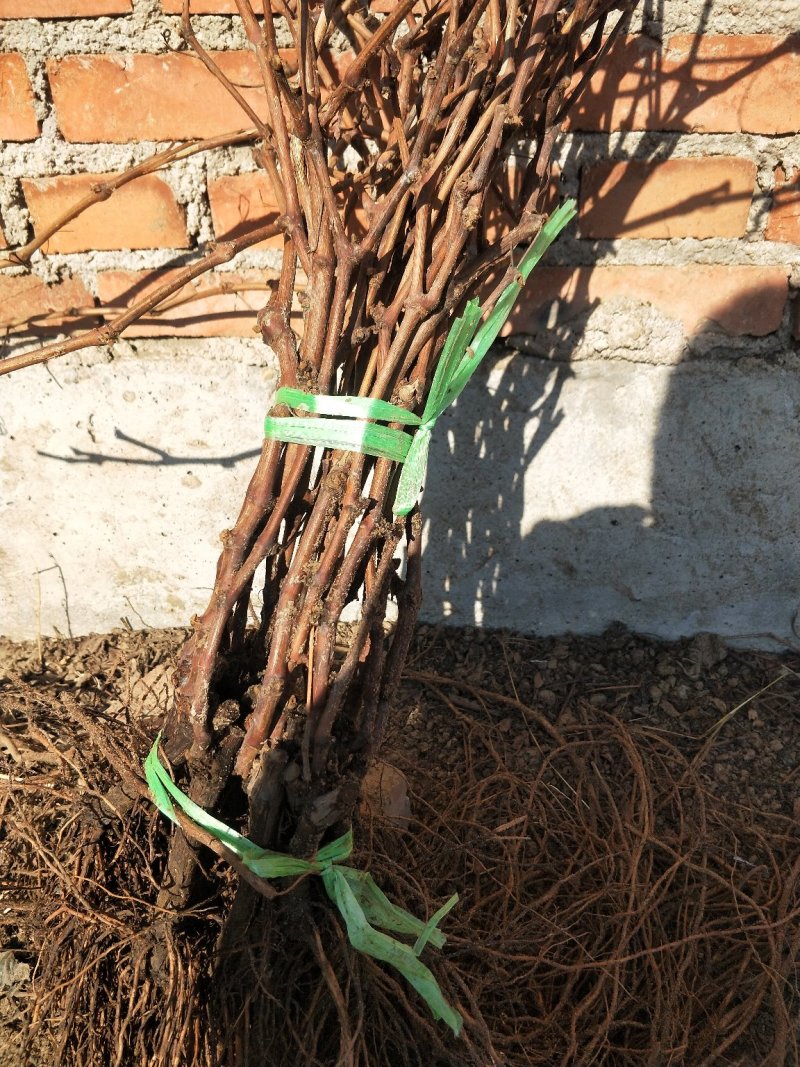 葡萄苗正品一级葡萄苗基地发货