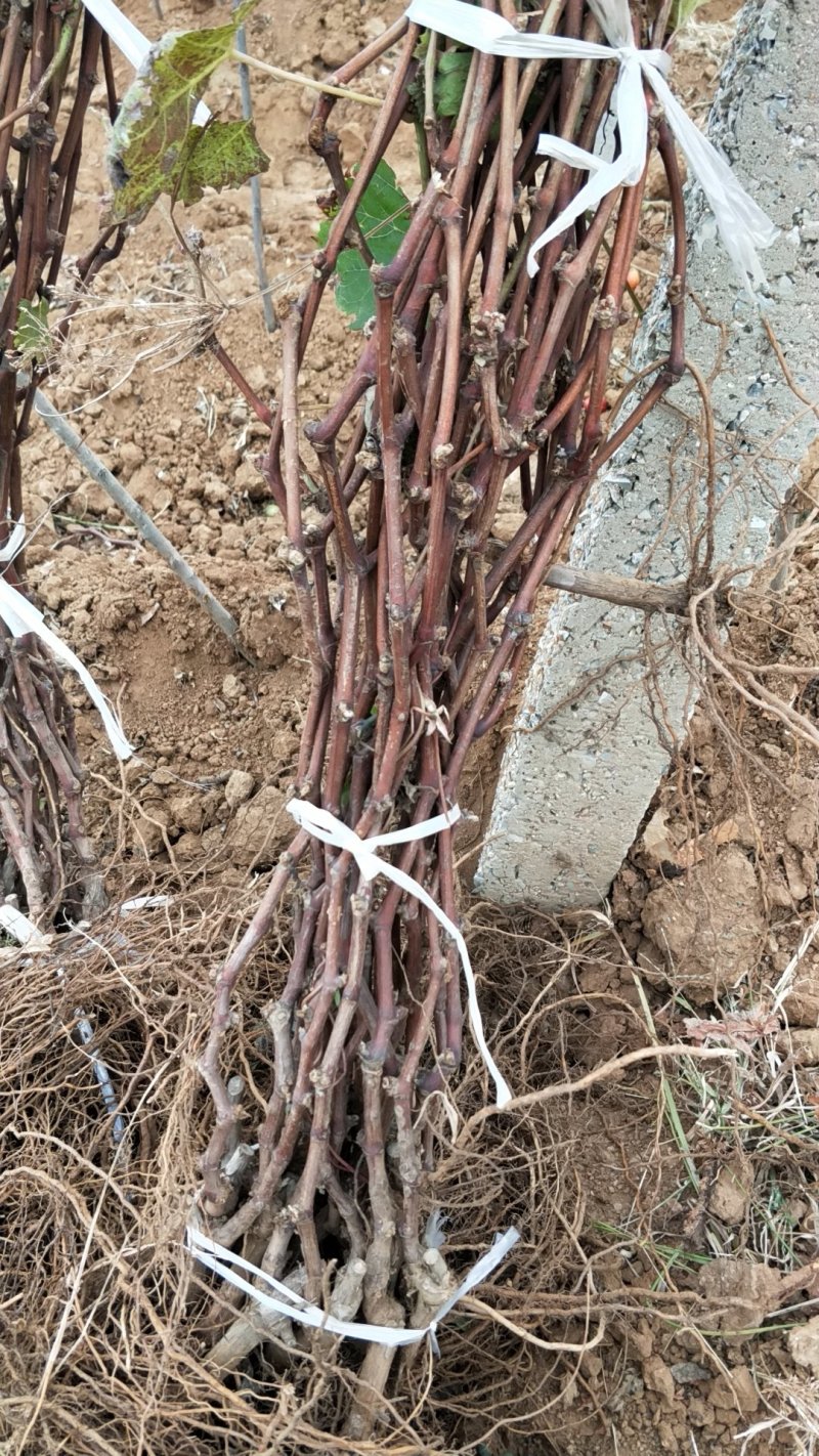 葡萄苗正品一级葡萄苗基地发货