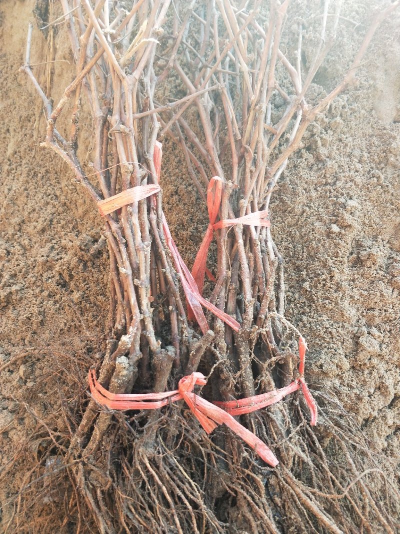 葡萄苗正品一级葡萄苗基地发货