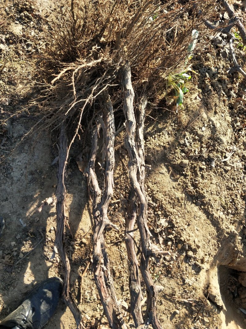 葡萄苗正品一级葡萄苗基地发货