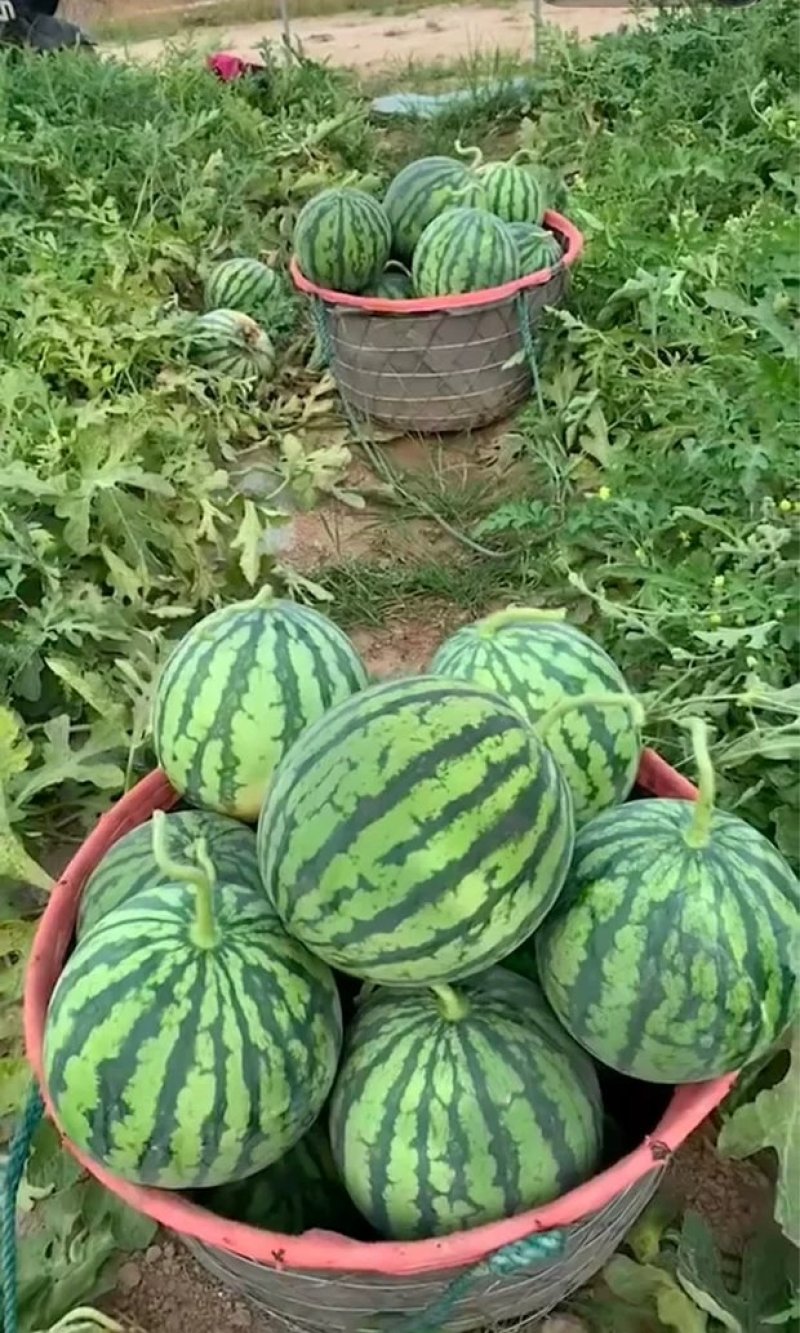 美都耐裂冰糖脆高糖瓤红甜脆西瓜种子