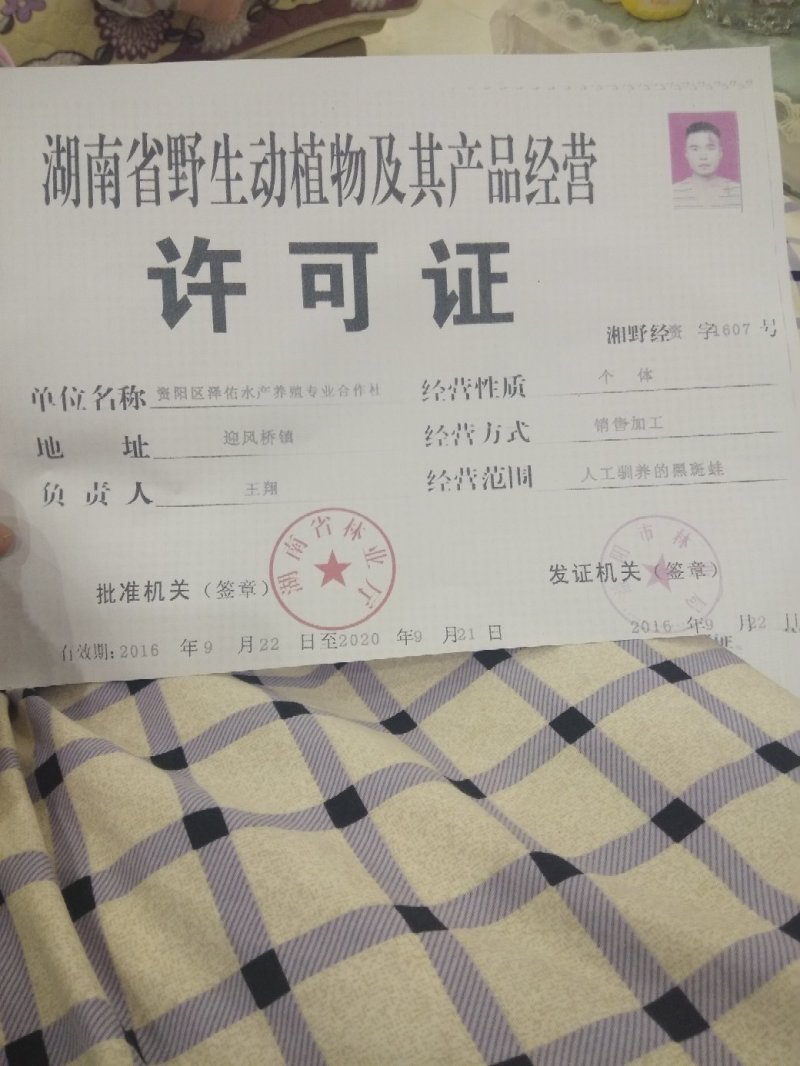 黑斑蛙，科蝌幼蛙卵块，销售
