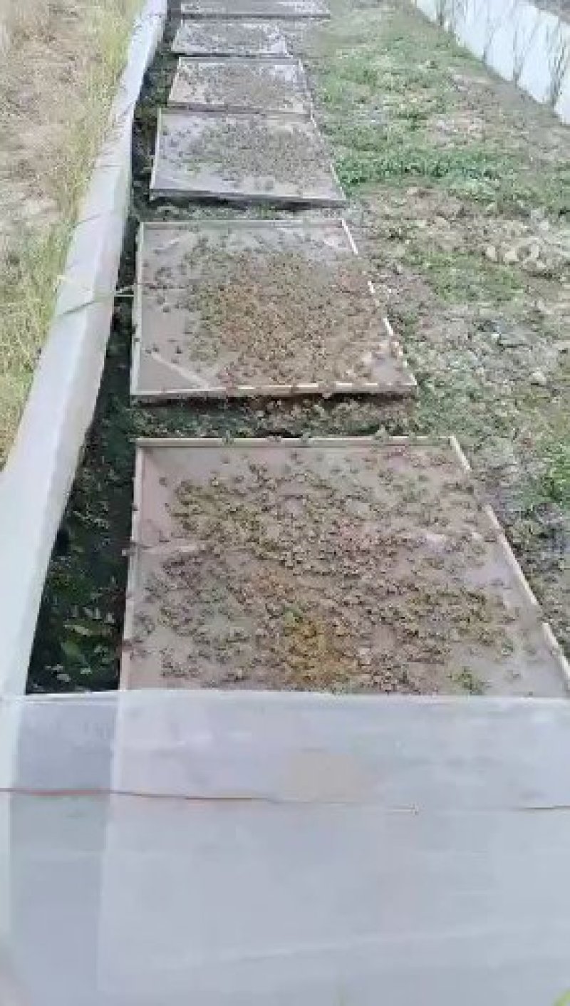 黑斑蛙，科蝌幼蛙卵块，销售