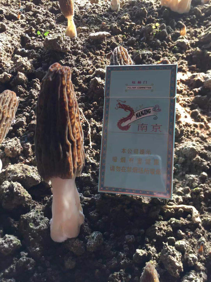 羊肚菌鲜货