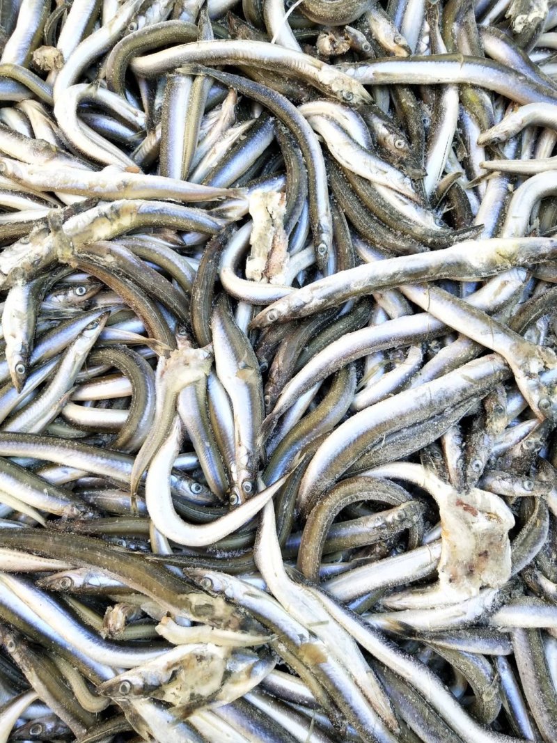 沙钻鱼海泥鳅，水产养殖饲料多宝鱼饲料，